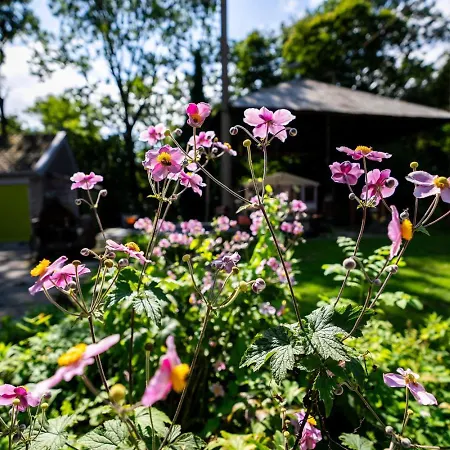 Pensionat Reijgershof - Bali With Private Terrace 3*